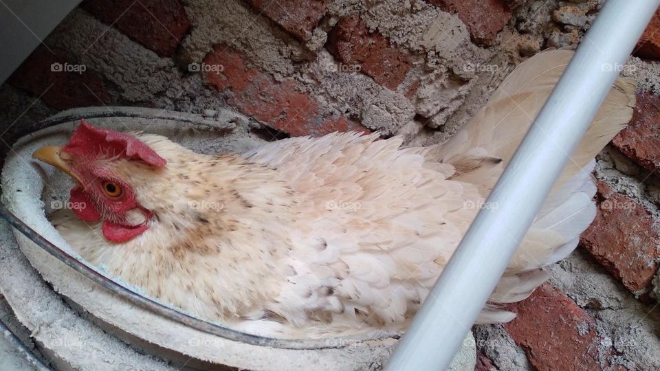 Chickens are brooding in an old bucket beside the house