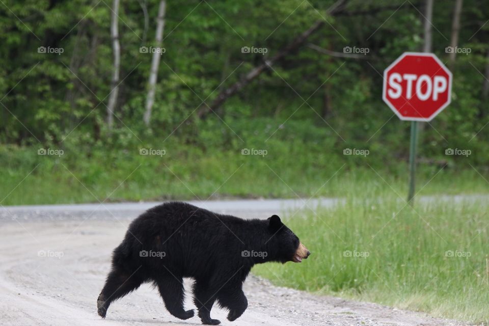 Bear Crossing 