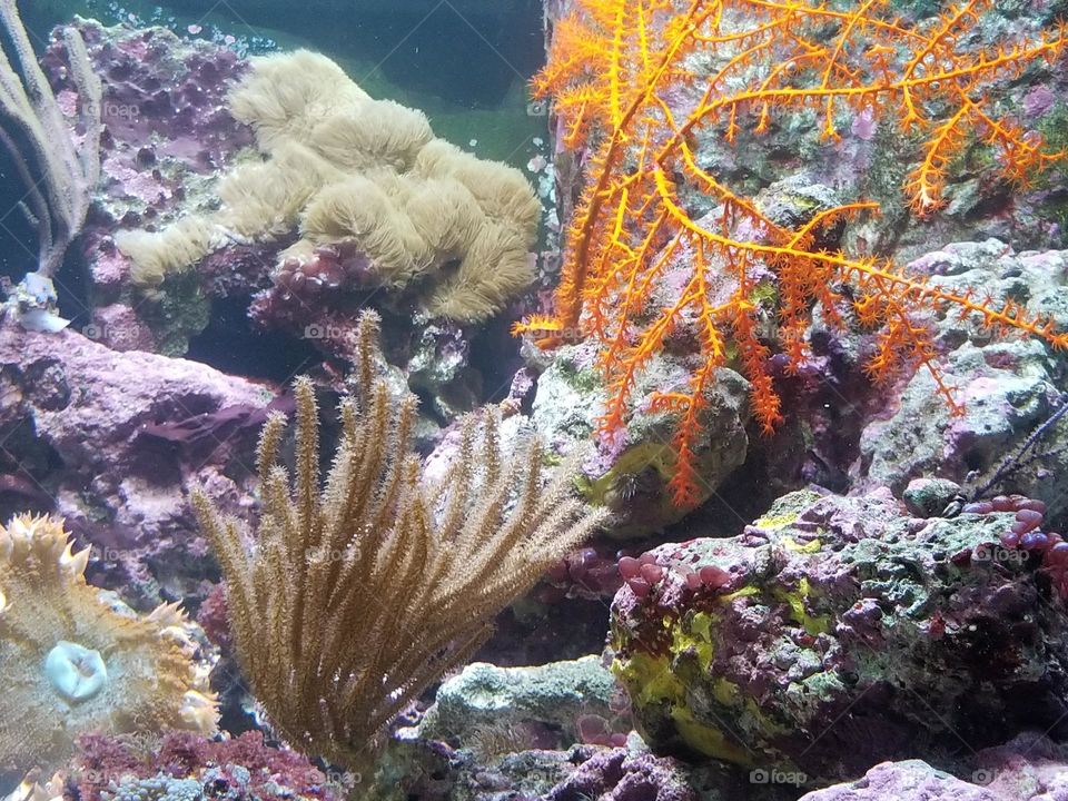 saltwater aquarium
