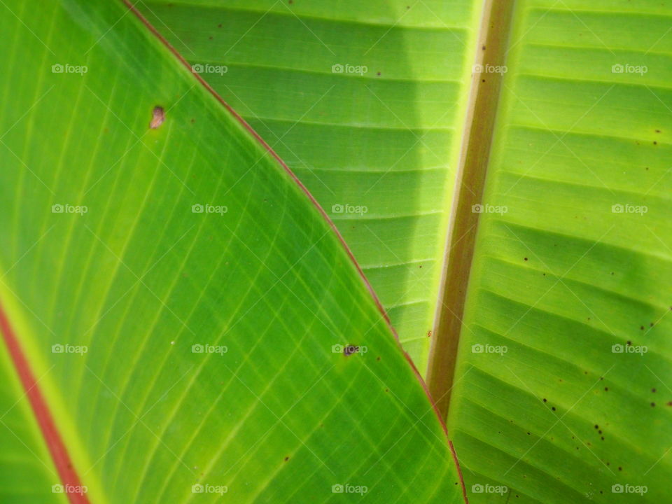Banana leaves texture