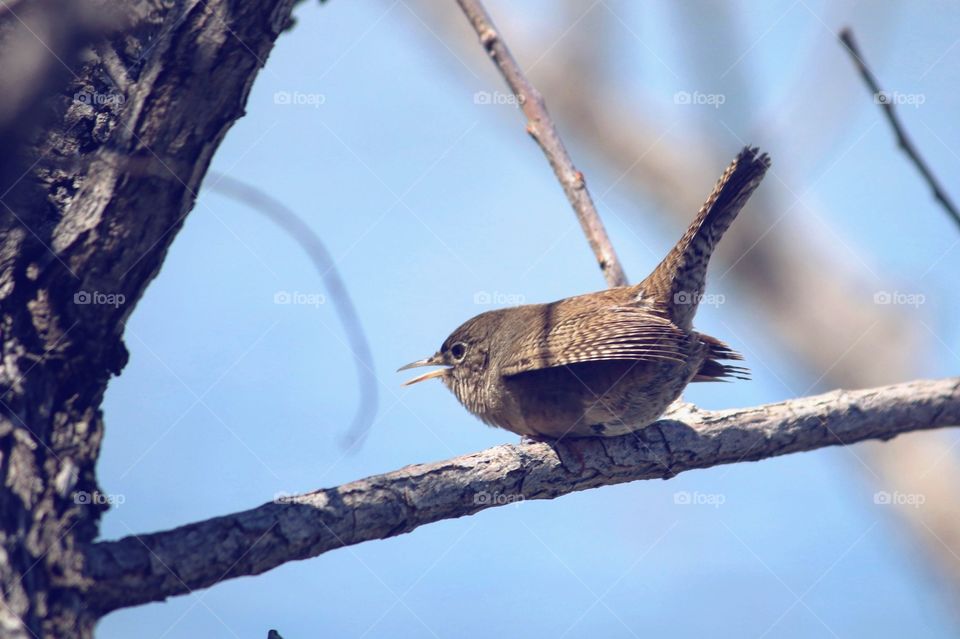 Bird, Wildlife, Nature, No Person, Tree