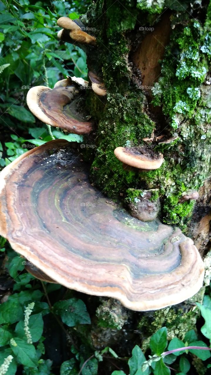Fungus grow from wood