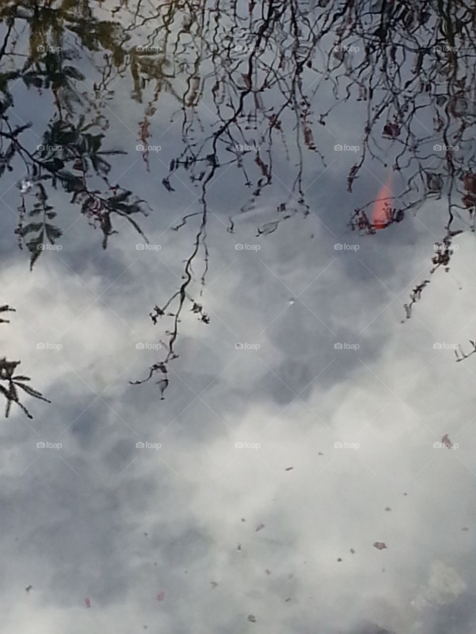 clouds in fish pond