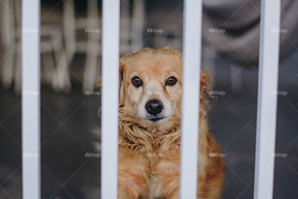 dog looking through the gate