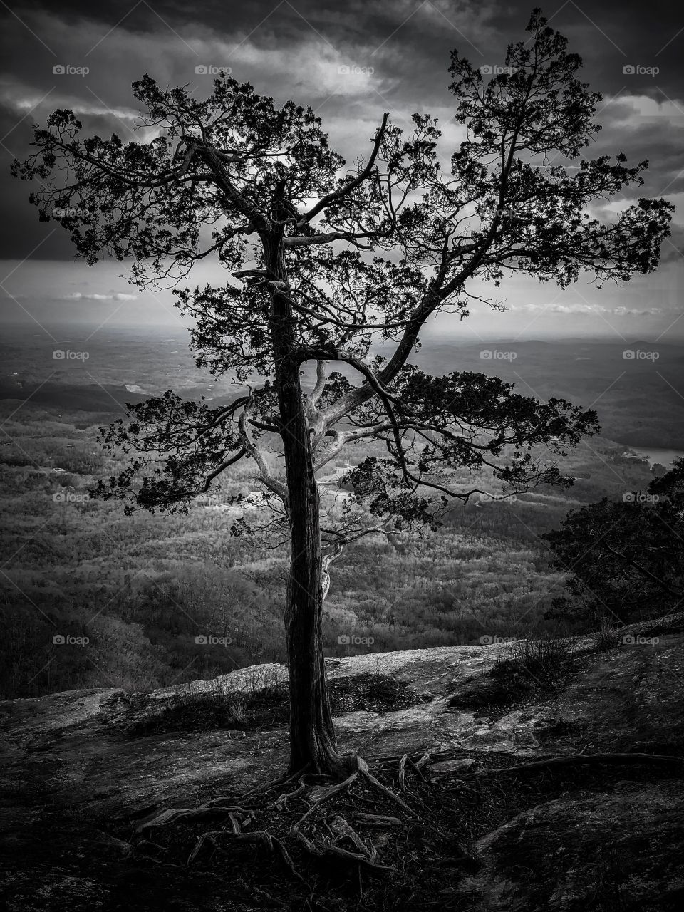 One tree, looking over the mountain. 