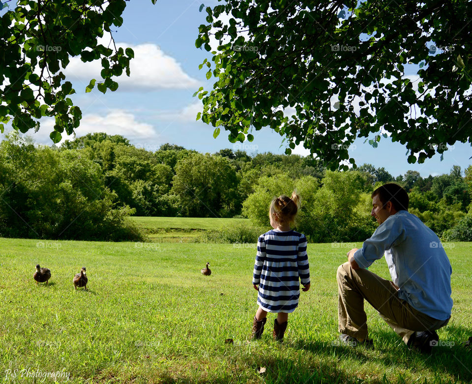 feeding ducks. daddy and daughter feeding local ducks