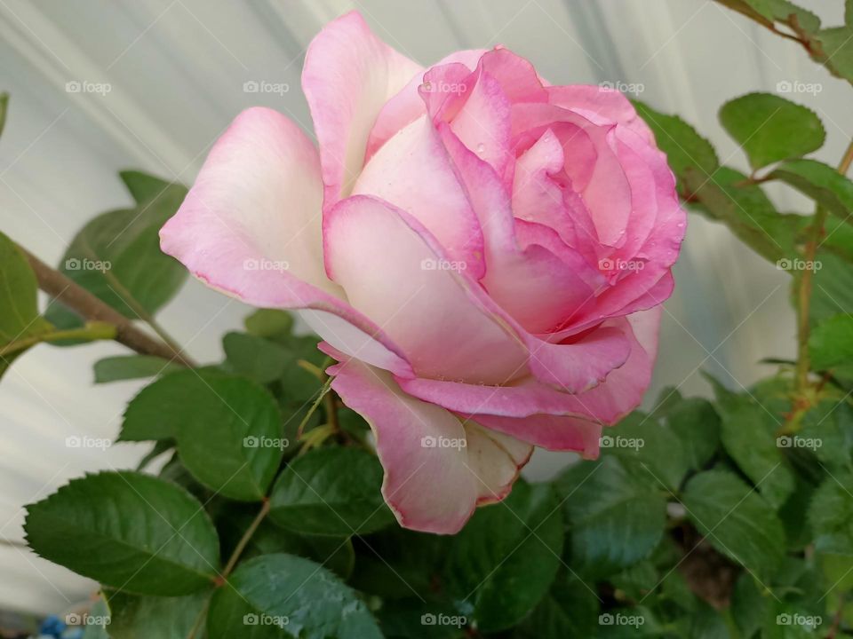 Beautiful pink colour flower in bloom