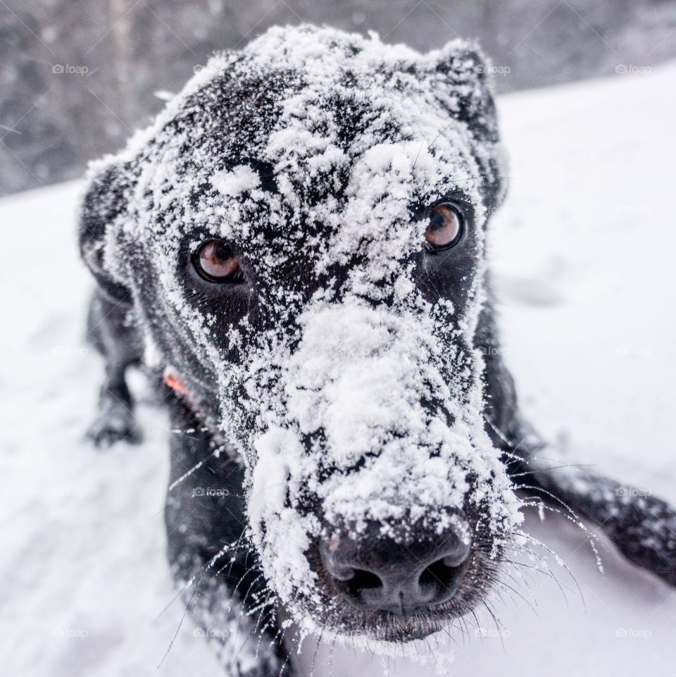 Dog, Animal, Portrait, Cute, Pet