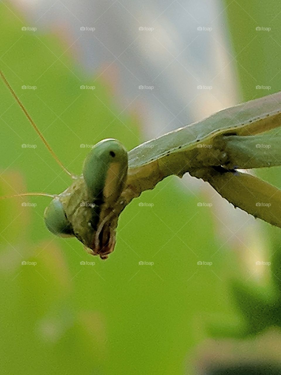 praying mantis face