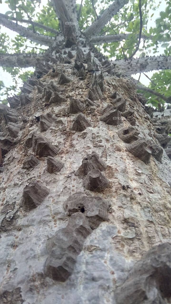 Fork Tree