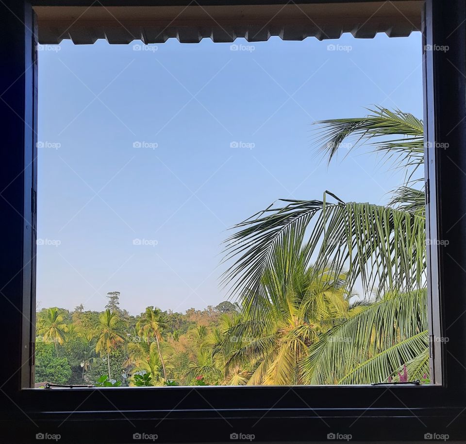 Nature  Through  window