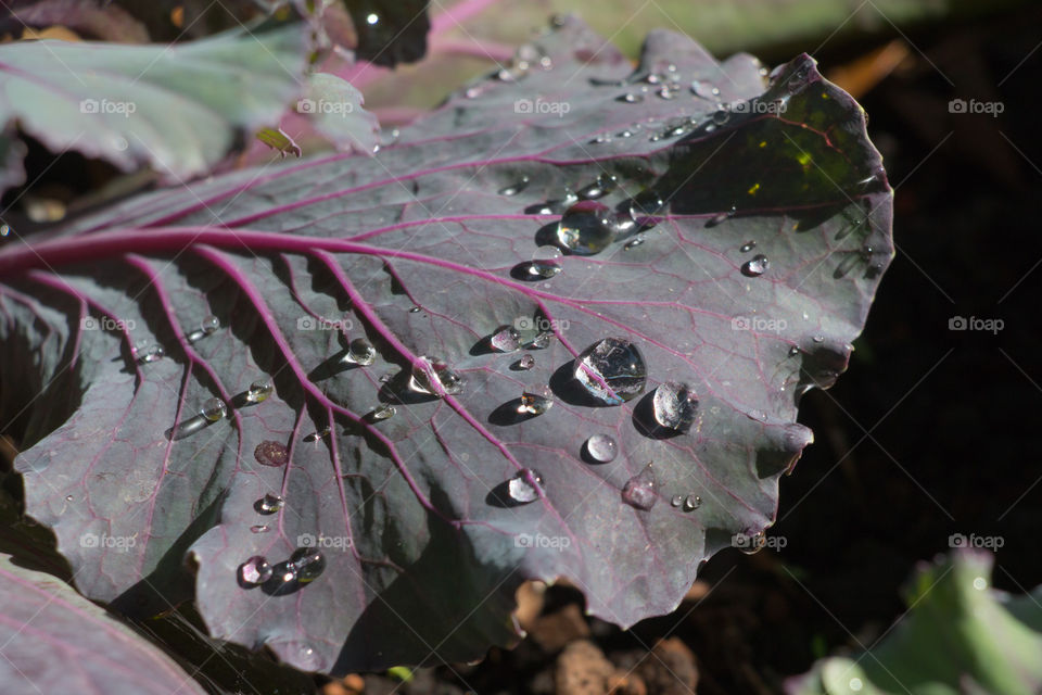 Dew on leaf 