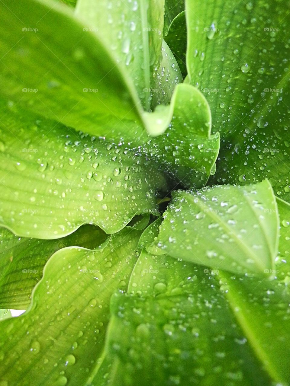Leaves with water drop after rain