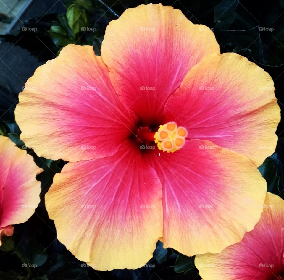 Nature’s Natural Neon