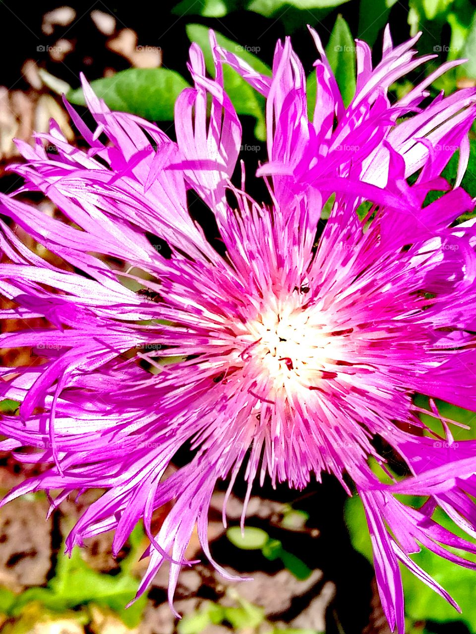 Nature, Flower, Flora, Garden, No Person