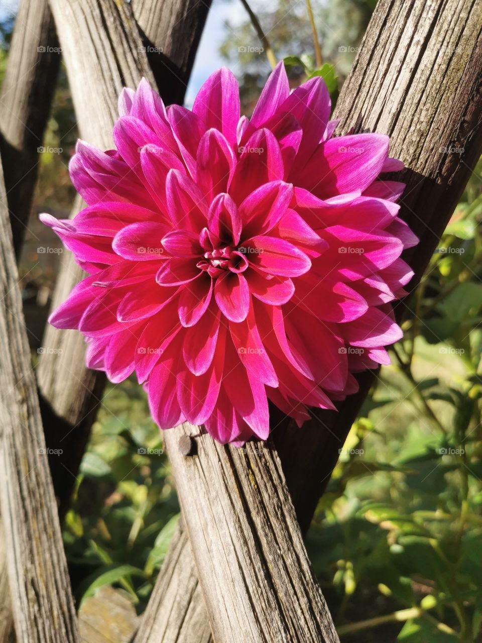 Dahlie im Gartenzaun