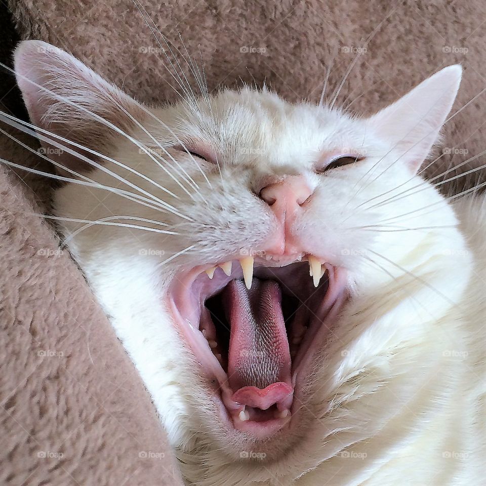 Yawning white cat, humorous 