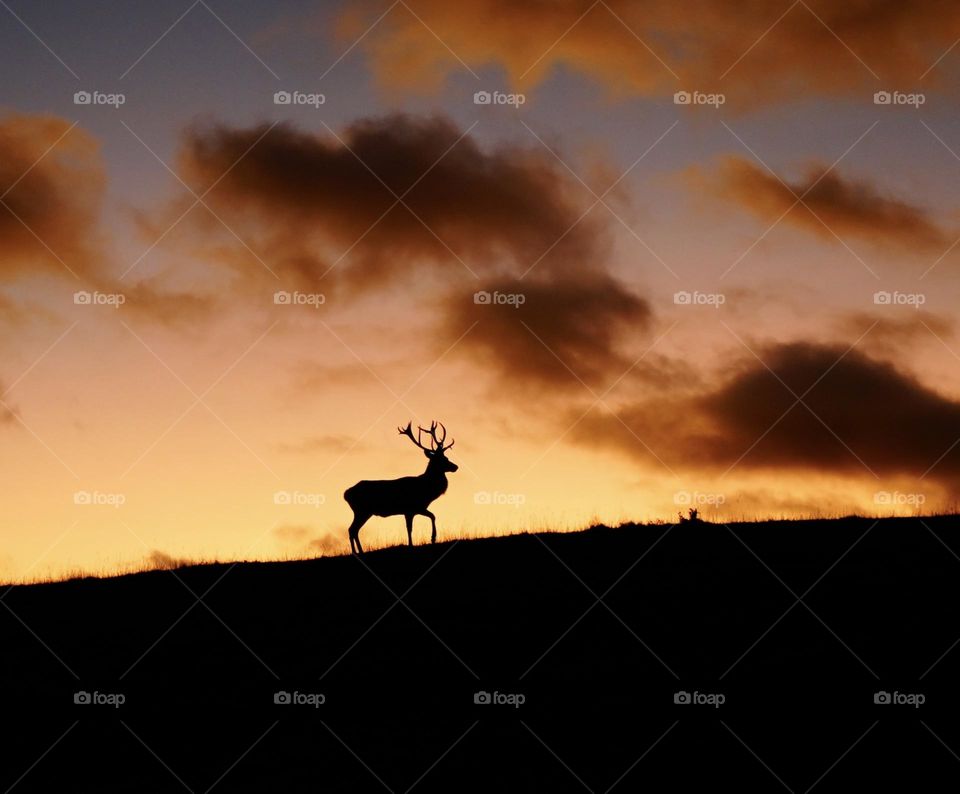 Deer sunrise time
