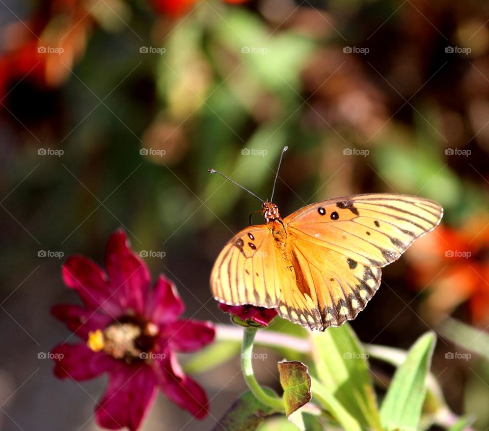 Red flower and butterfly 