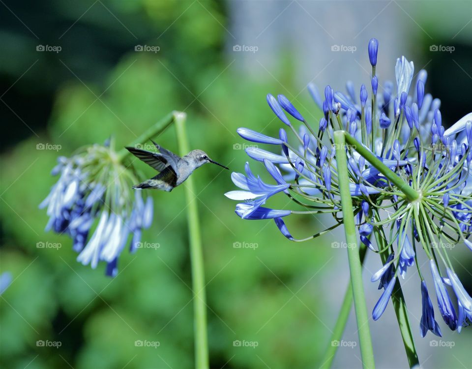 wildlife in nature, a hummingbird flying towards a long stem purple flower.