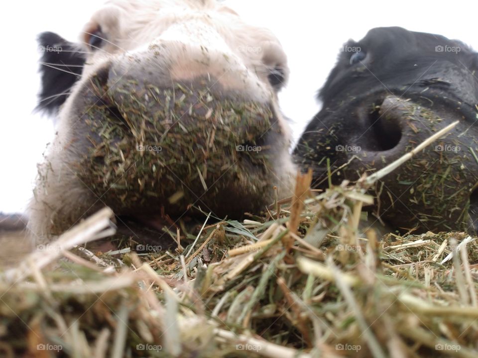 Cows eating, up close