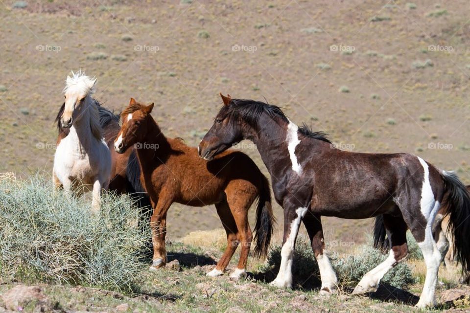 Wild Horses