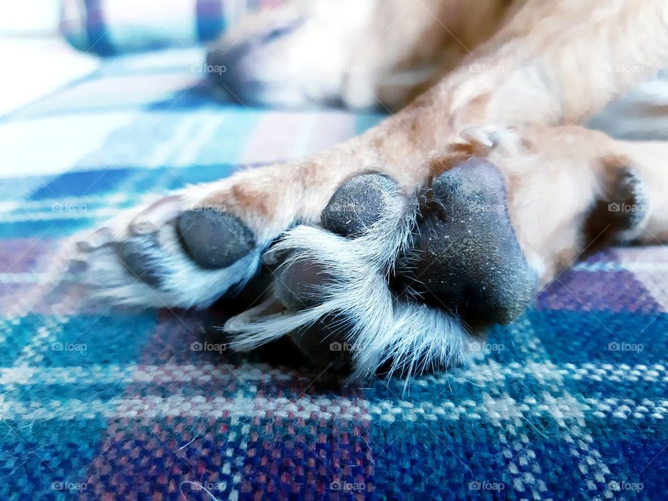 sleeping with clean paws