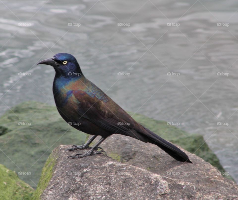 Common grackle (male) standing on rocks at river’s edge 