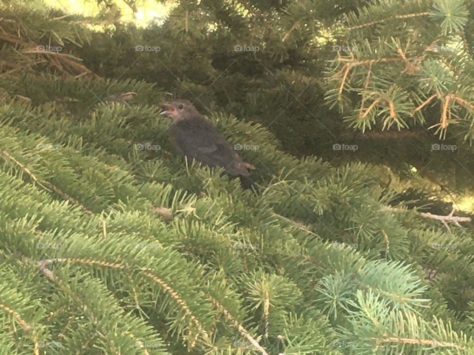 This robin (I believe), was chatting my ears off and so i said ok just so long as you pose for me
