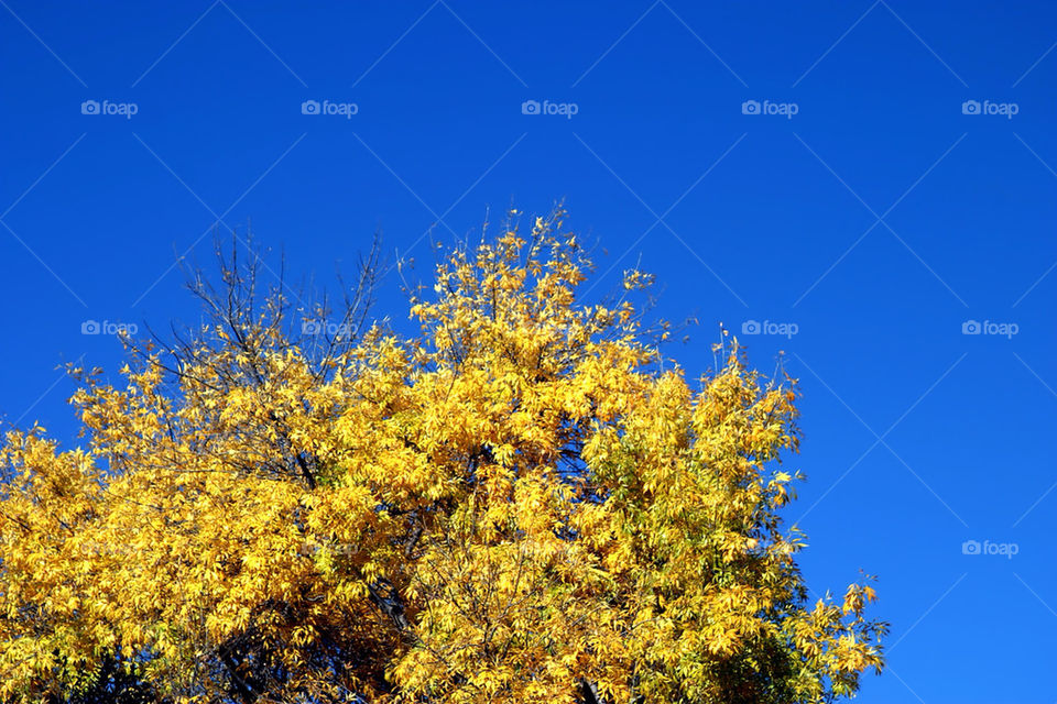 Autumn Leaves by hlehnerer