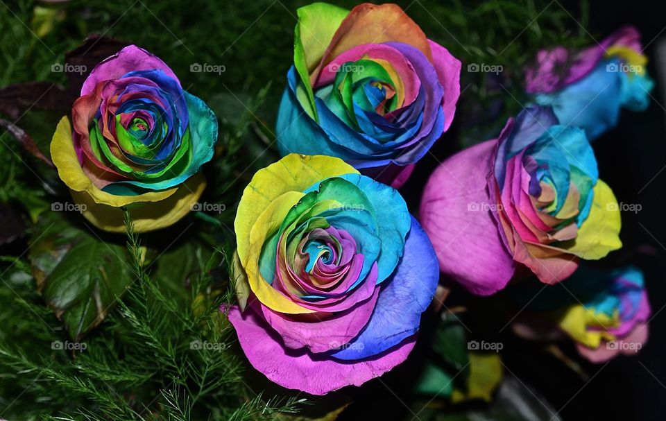 Rainbow Roses