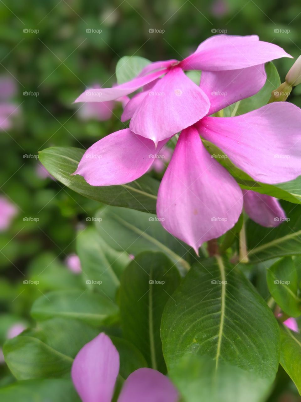 beauty of flower is not be compared with anything in the world