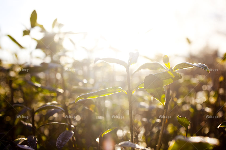 Nature, Flower, Summer, Flora, Sun