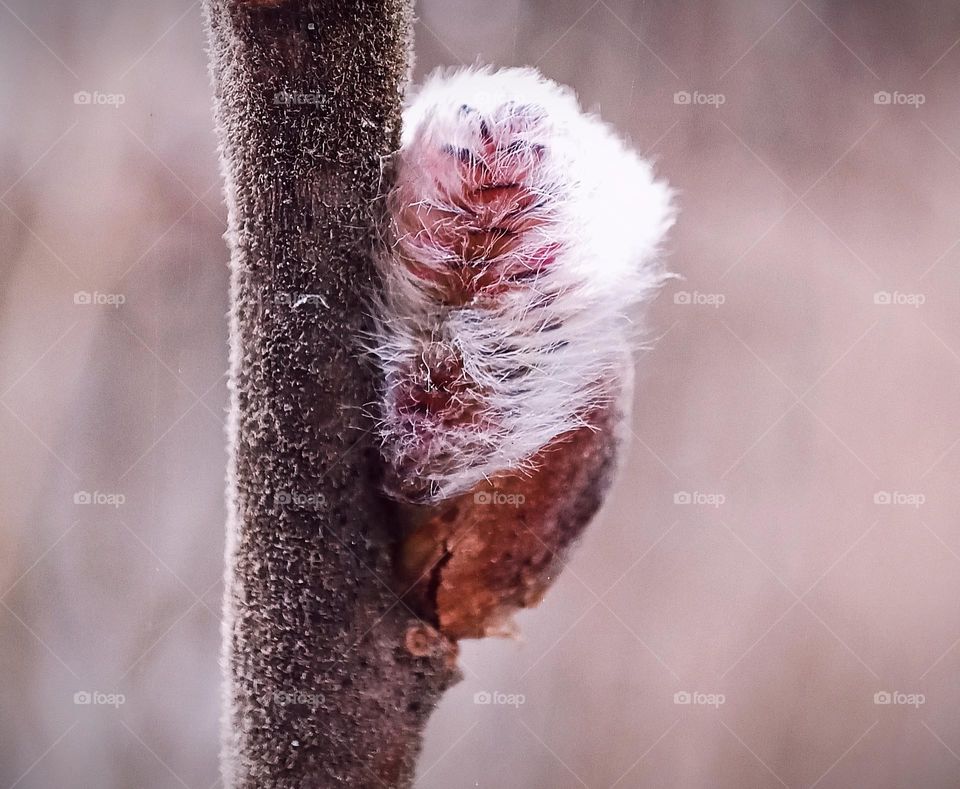Close-up of an isolated catkin on a leafless branch with a brown background