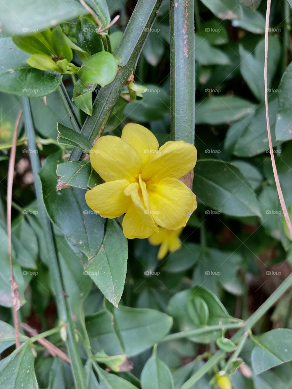 🌹 🇺🇸 Very beautiful flowers to brighten our day.  Live nature and its beauty. Did you like the delicate petals? / 🇧🇷 Flores muito bonitas para alegrar nosso dia. Viva a natureza e sua beleza. Gostaram das pétalas delicadas? 