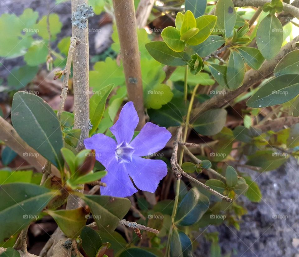 flowers on the balcony