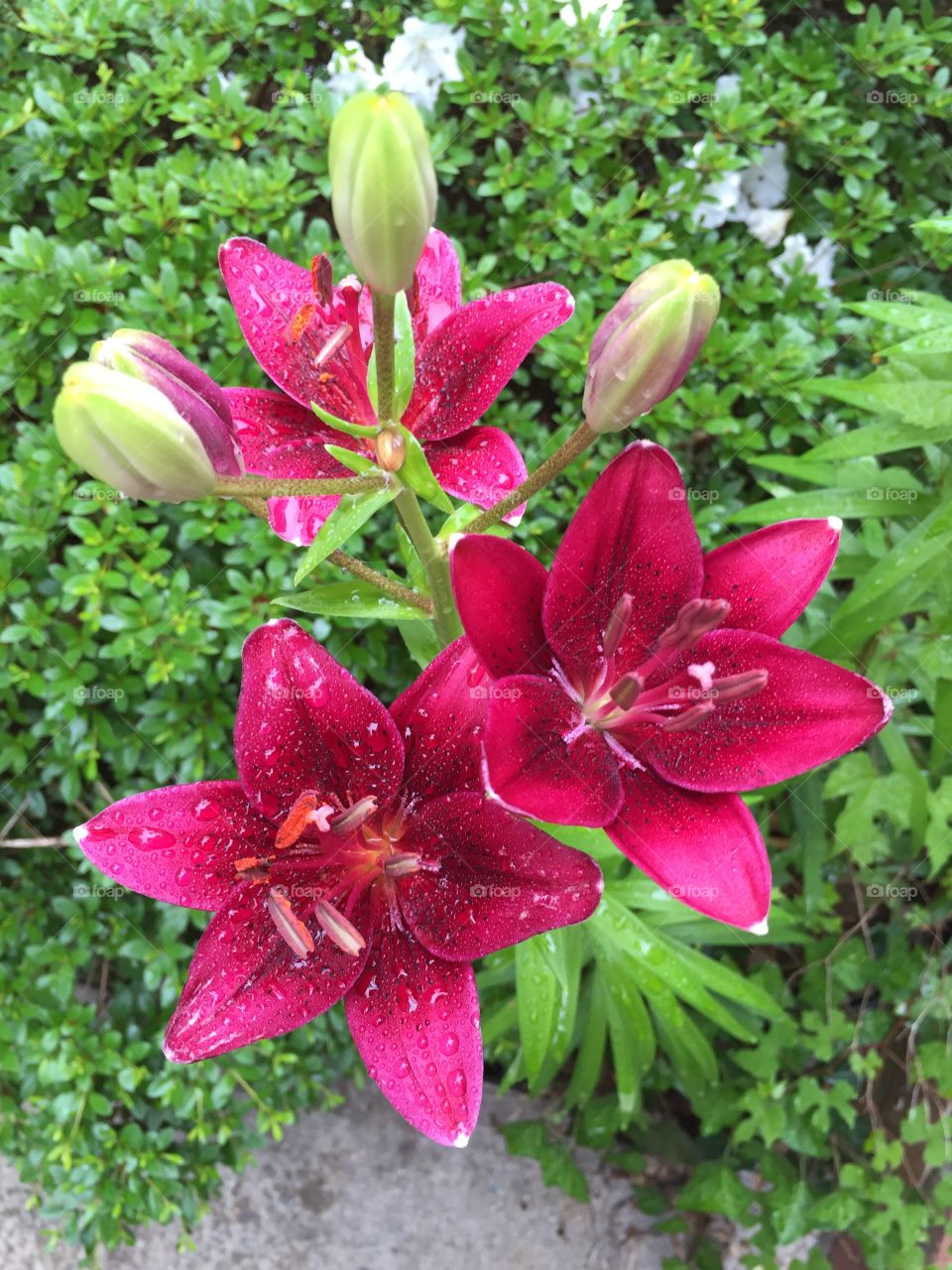 Vibrant lilies 