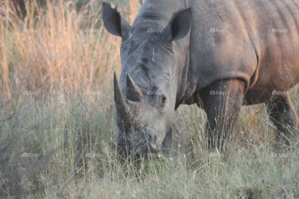 Rhinoceros South Africa
