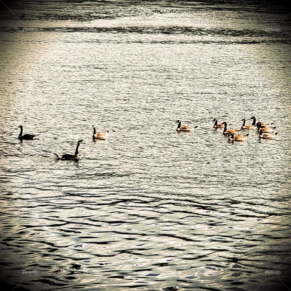 watching geese float around