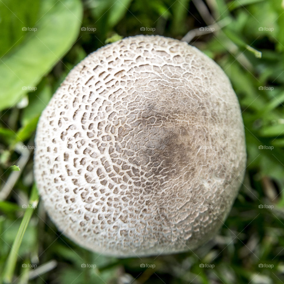 Mushroom