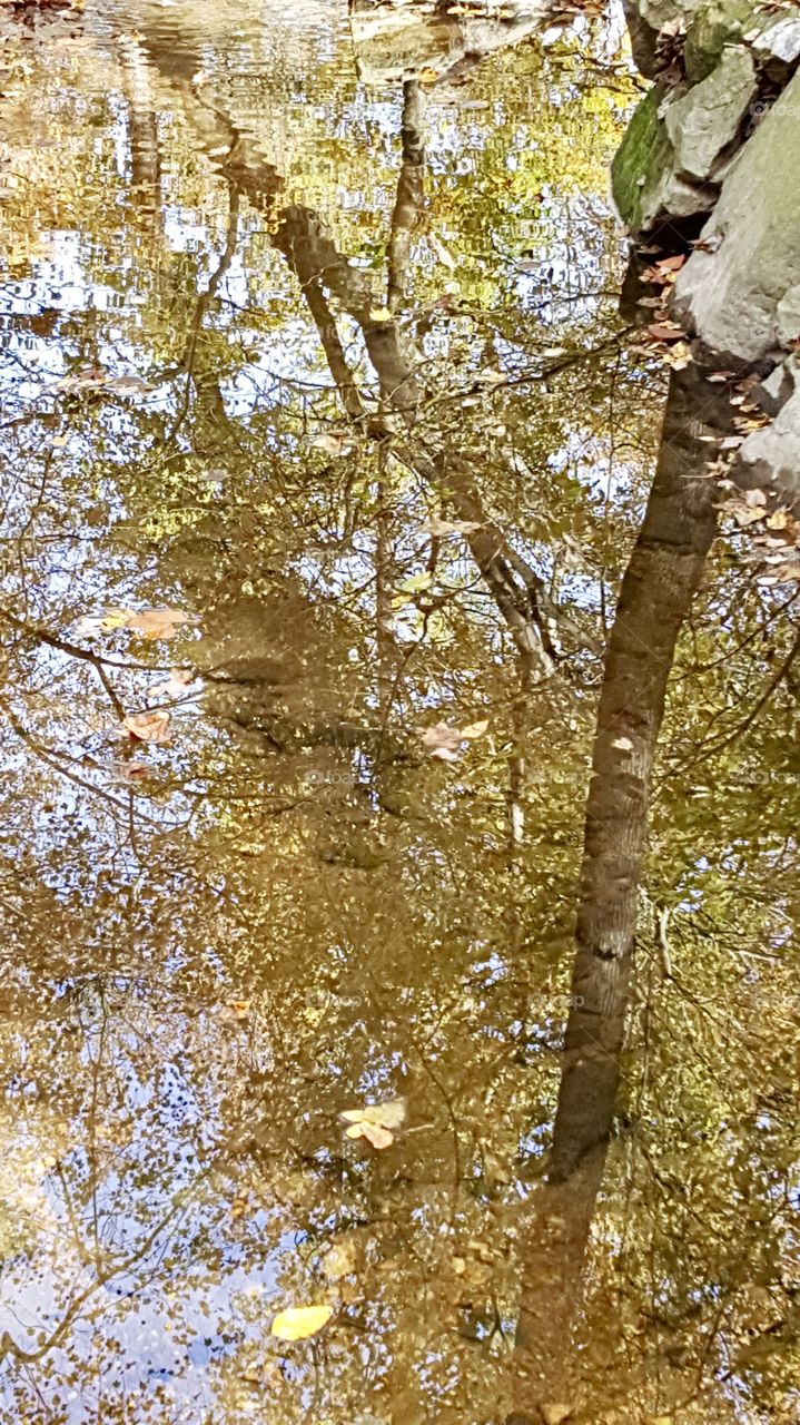 Autumn reflections 