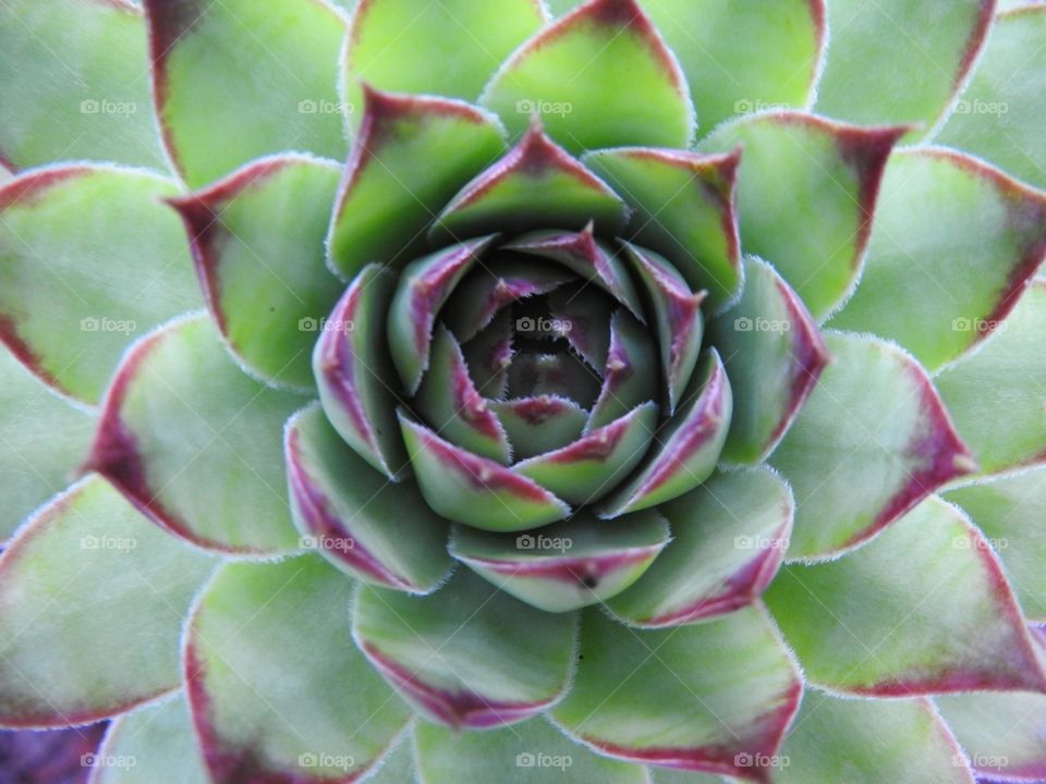 Beautiful Succulent