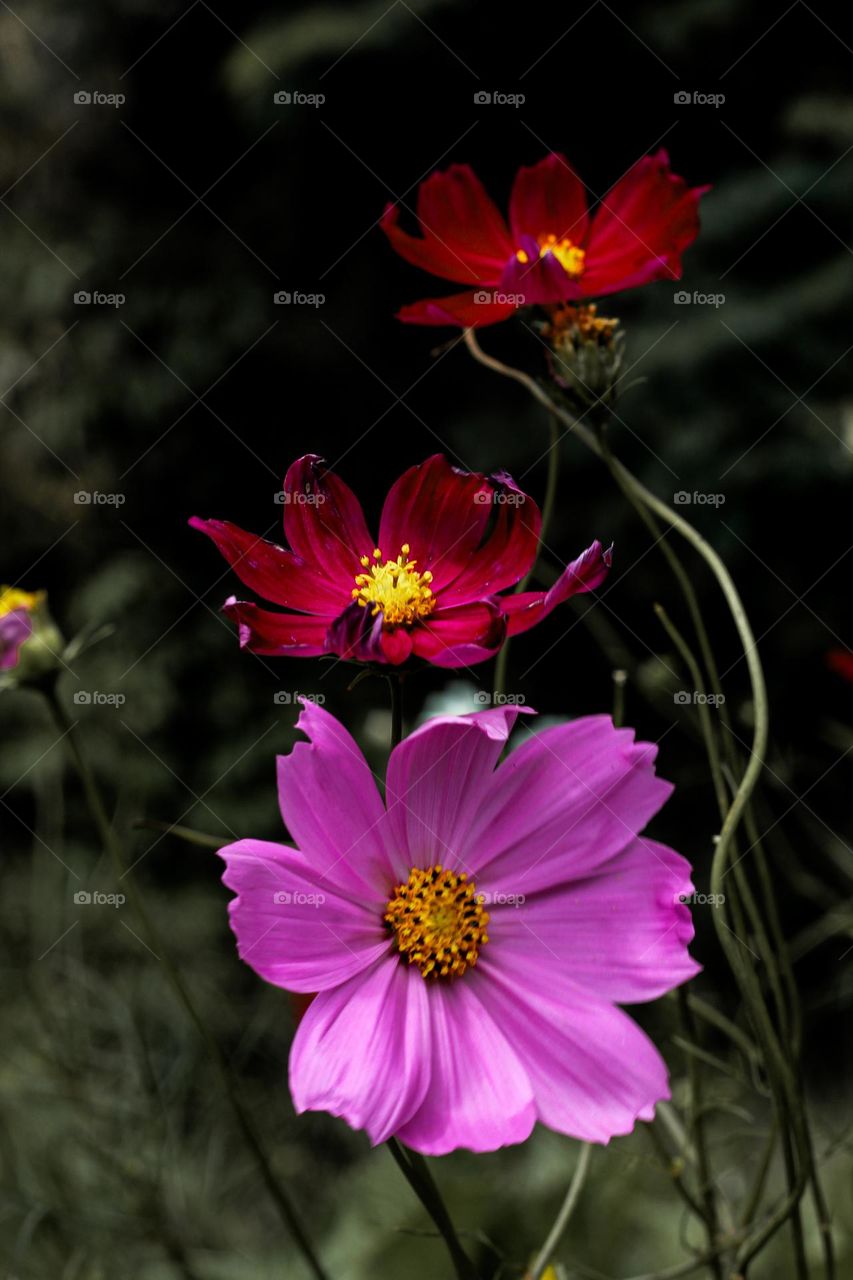 Red flowers with a greenish blur background.