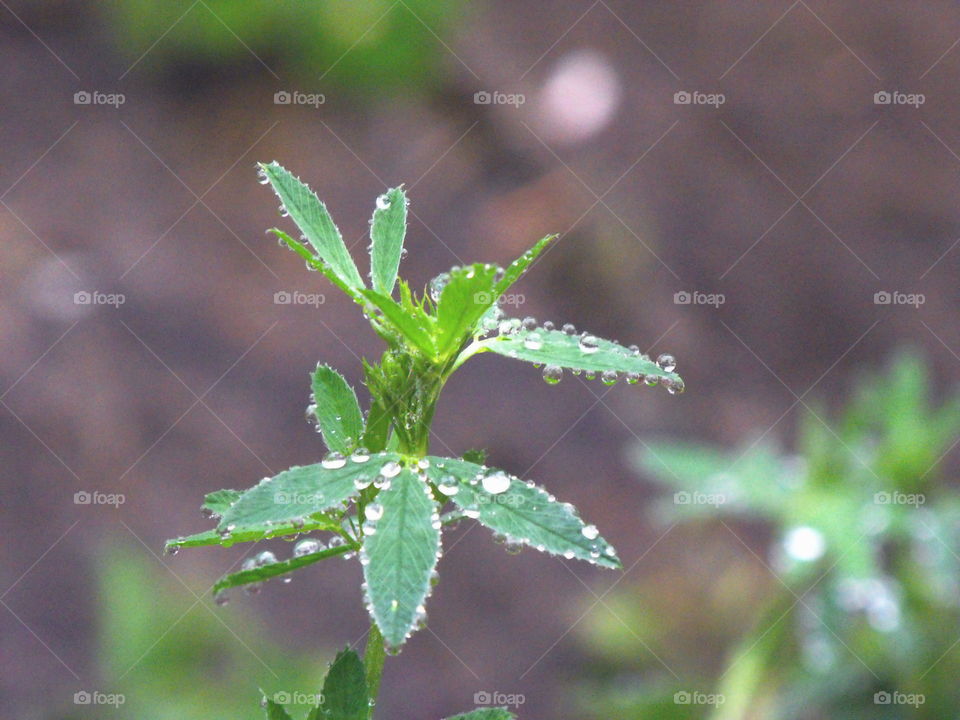 Drops of water on a young alfalfa shoot