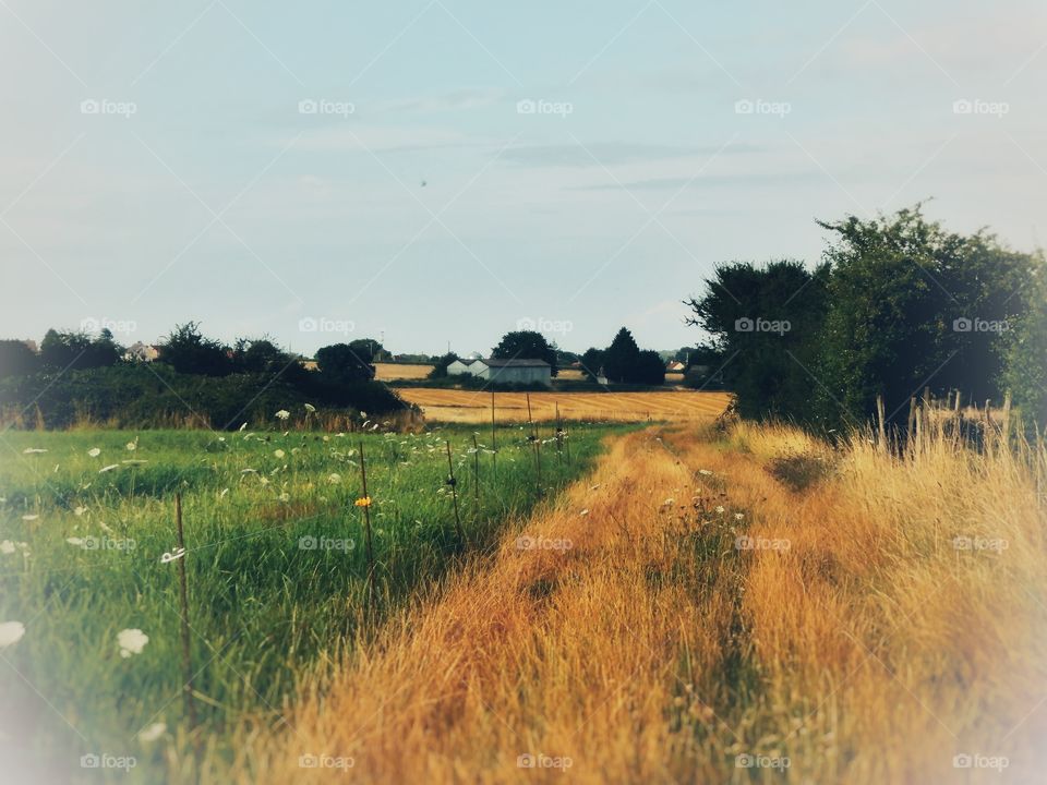 path landscape fields