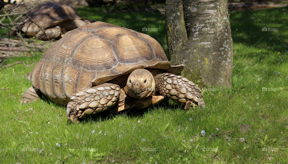 Close-up of tortoise