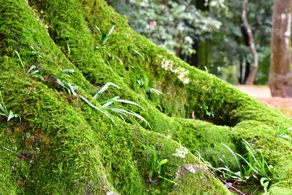 Moss tree roots