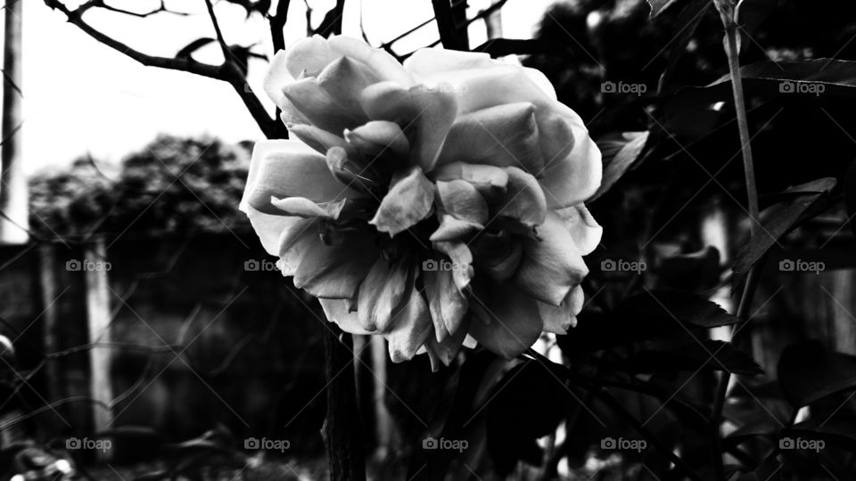 Uma rosa em relevo em preto e branco Silhouette.