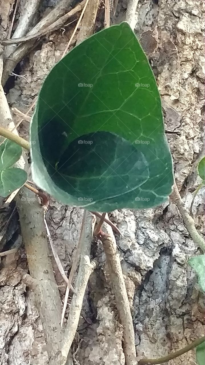 Nature, Leaf, Wood, Flora, Tree