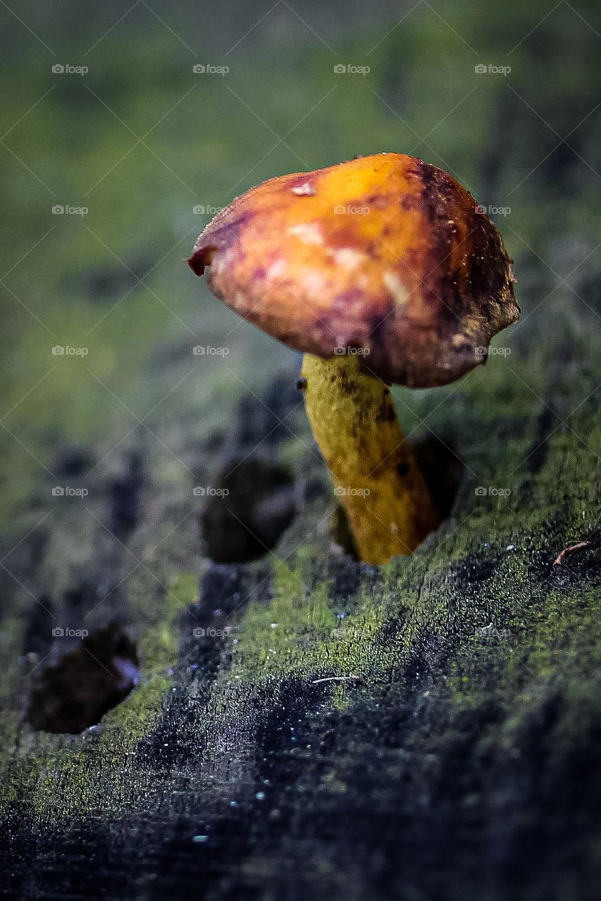 mushroom